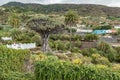 View to botanical garden and famous millennial tree Drago in Icod de los VInos. The oldest and largest dracaena in the world. Royalty Free Stock Photo