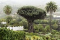 View to botanical garden and famous millennial tree Drago in Icod de los VInos, Tenerife, Canary Islands Royalty Free Stock Photo