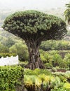 View to botanical garden and famous millennial tree Drago in Icod de los VInos, Tenerife, Canary Islands Royalty Free Stock Photo