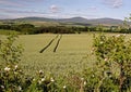 View to the Cheviots Royalty Free Stock Photo