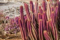 View to euphorbia pink cactuses with beach on background