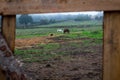 View to a field with two horses trough a whole of a hence. Countryside foggy morning landscape. Natural living concept Royalty Free Stock Photo