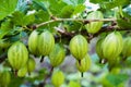 View to fresh green gooseberries on a branch of gooseberry bush in the garden. Close up view of the organic gooseberry berry hangs Royalty Free Stock Photo