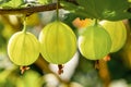 View to fresh green gooseberries on a branch of gooseberry bush in the garden. Closeup view of the organic gooseberry berry hangs Royalty Free Stock Photo