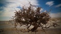 View to haloxylon in White desert, Sahara, Egypt