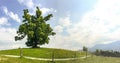 View to hiking trail and old linden tree in the bavarian alps near Munich in summer, Bavaria Germany Europe Royalty Free Stock Photo