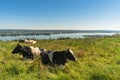 View to Lake Constance and the island of Reichenau, cows grazing on a meadow, Canton of Thurgau,