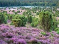 View to landscape Totengrund at  Lueneburg Heath at dawn, Lower Saxony, Germany Royalty Free Stock Photo