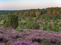 View to landscape Totengrund at  Lueneburg Heath at dawn, Lower Saxony, Germany Royalty Free Stock Photo