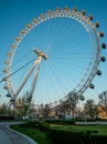 A view to London Eye ferris wheel from Jubilee Gardens early in the morning