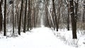 View to long trail with falling snow at winter woodland. Snow-covered branches of pine at wild forest. Beautiful nature