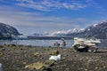 A view to Margerie and Grand Pacific glaciers with landed iceberg from Tarr inlet in Glacier Bay National Park, Alaska Royalty Free Stock Photo