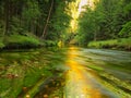 View to mountain stream below fresh green trees. Water level makes green reflections. The end of summer