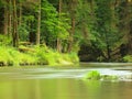 View to mountain stream below fresh green trees. Water level makes green reflections. The end of summer Royalty Free Stock Photo