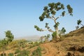 View to the mountain trail in Bahir Dar, Ethiopia. Royalty Free Stock Photo