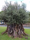 View to olive tree in Athens, Greece Royalty Free Stock Photo