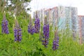 View to the residential buildings from the hill, overgrown with grass and purple flowers of lupin Royalty Free Stock Photo