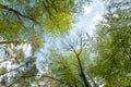 A view to the sky in the forest as a concept of freedom and living in harmony with nature