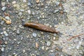 Spanish Slug. Switzerland Royalty Free Stock Photo