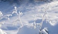 View to sunlit completely snowbound twigs on snow with light and shadows play. Christmas winter card