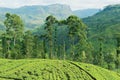 View to the tea plantation near Kandy, Sri Lanka. Royalty Free Stock Photo