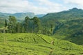 View to the tea plantation near Kandy, Sri Lanka. Royalty Free Stock Photo
