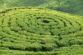 View to the tea plantation near Kandy, Sri Lanka. Royalty Free Stock Photo