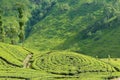 View to the tea plantation near Kandy, Sri Lanka. Royalty Free Stock Photo