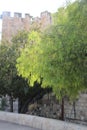 View to a tree. Jerusalem