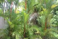 A view to tropical flowers and trees in the Nong Nooch tropical botanic garden near Pattaya city in Thailand