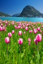 View to tulips, Lugano city, Monte San Salvadore and Lugano lake Royalty Free Stock Photo