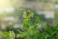 View to vineyard field in Krimea Royalty Free Stock Photo