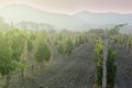 View to vineyard field in Krimea Royalty Free Stock Photo