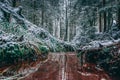 Winter forest with trees covered with snow. Royalty Free Stock Photo