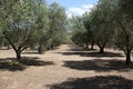 View to resort house yard in Sitonia, Greece Royalty Free Stock Photo