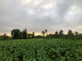 view of tobacco fields in the morning