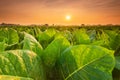 View of tobacco plant in the field at Sukhothai province, Northern of Thailand