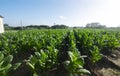 View of tobacco plantation in the Vinales valley western part of Cuba Royalty Free Stock Photo