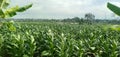 View of tobacco on tobacco plantation Royalty Free Stock Photo