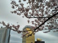 View of Asahi beer tower with cherry blossom at Sumida, Tokyo 2016