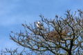 View Of The Top Of A Bare Tree With Budding Buds, In Early Spring, In Which A Heron Is Busy Building A Nest And Hitting Twigs For