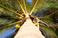The view of the top coconut tree Royalty Free Stock Photo