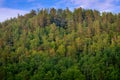 View on top of forest hill in Siberia Royalty Free Stock Photo