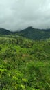 Lush, mist-covered tropical rainforest and dense green hills under a cloudy sky. Remote mountain nature.  Rainforest Royalty Free Stock Photo