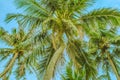 View of the top of the palm trees below Royalty Free Stock Photo