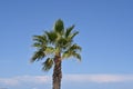 View on top part of stem and leaves of the palm three against the blue background of the sky. Royalty Free Stock Photo