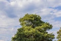 View of top of pine tree against blue sky with white clouds. Royalty Free Stock Photo