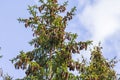 View of top of pine tree with cones on branches against blue sky with white clouds. Royalty Free Stock Photo