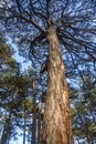 View of the top of pine tree in forest from the ground Royalty Free Stock Photo