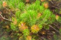 View of top of pine tree with pine leaf, green pine cones and branch Royalty Free Stock Photo